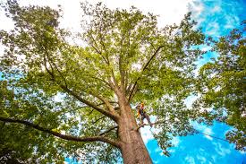 Best Root Management and Removal  in North Lakeport, CA