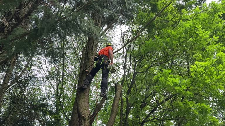 Best Utility Line Clearance  in North Lakeport, CA