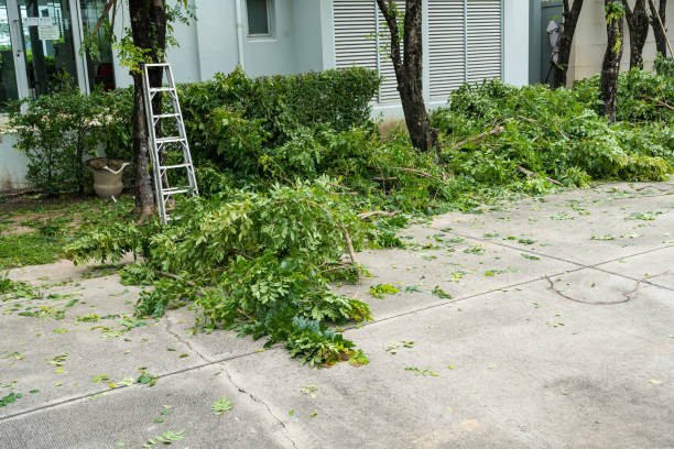 Best Hazardous Tree Removal  in North Lakeport, CA