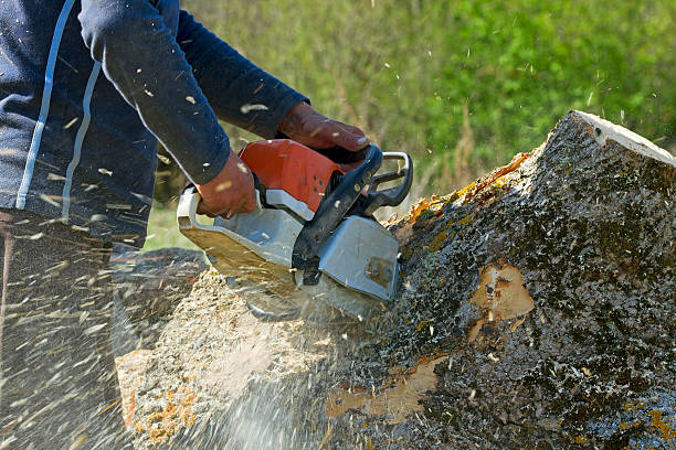 Best Tree Disease Treatment  in North Lakeport, CA