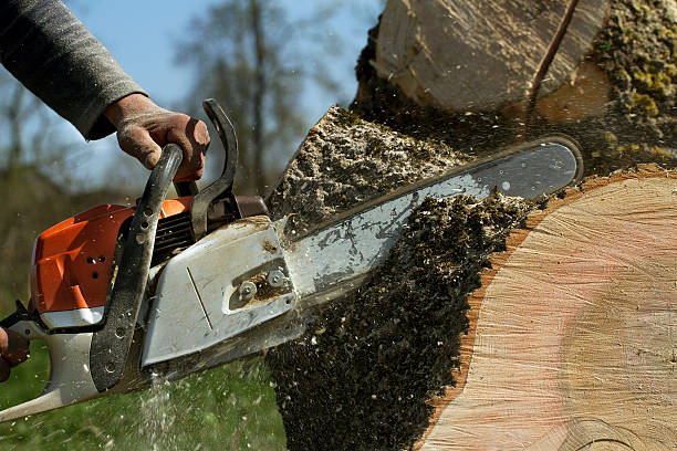 Best Fruit Tree Pruning  in North Lakeport, CA